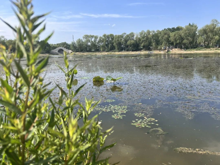 ▲丰富的水生植物打造了多样的水生境