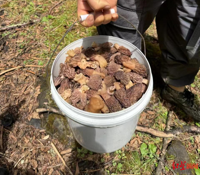 热闻|"打野"圈卷起一股捡菌子风,医生紧急提醒:现在是野生菌中毒高峰