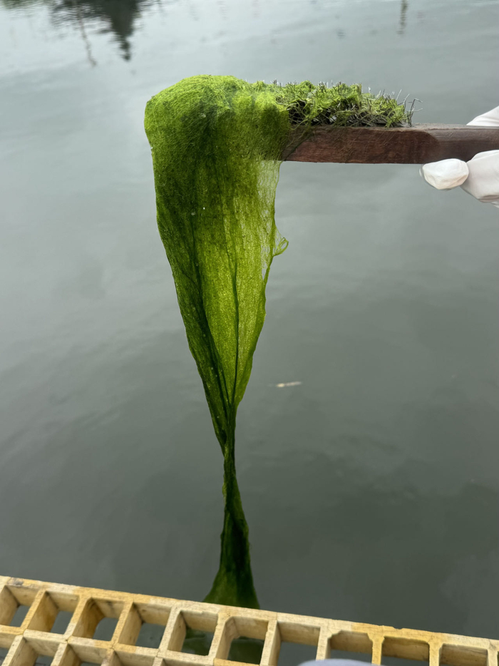 一长一大团的青苔 作者供图