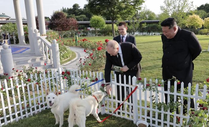 ▲朝鲜领导人金正恩向普京赠送一对丰山猎犬