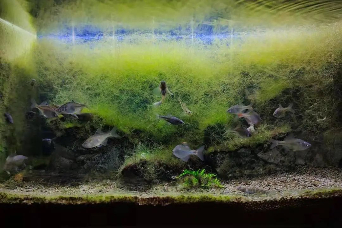 好啊正愁水藻爆缸