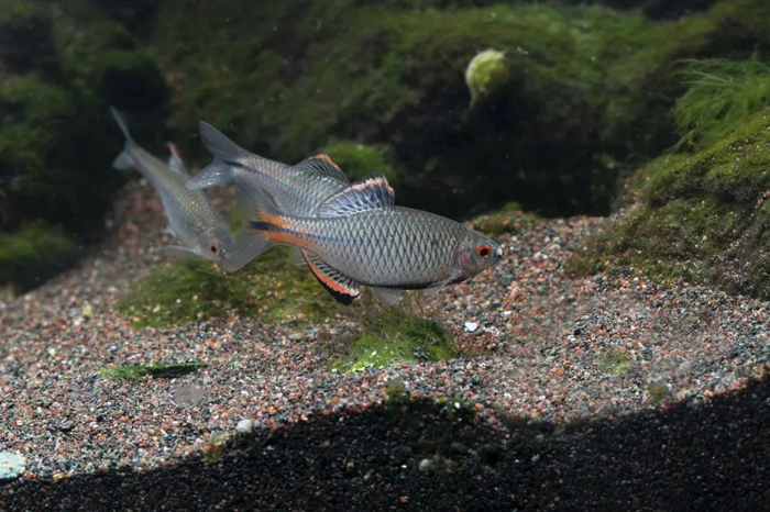 能帮你吃水绵的鳑鲏