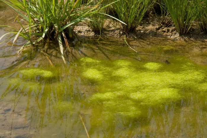 比起刚毛藻好像更毛茸茸的 图源：biotope-aquarium.info
