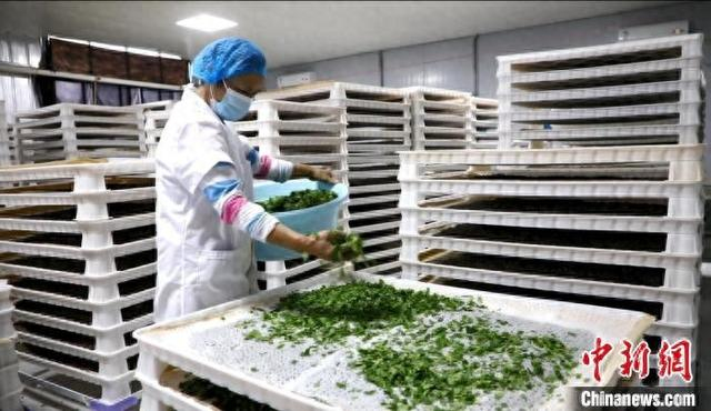 茂家社区小蚕养殖基地，村民正在喂蚕。肖亚湘 摄