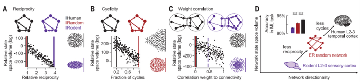 图丨人类 2-3 颞叶皮层的网络原理对网络维度的影响（来源：Science）