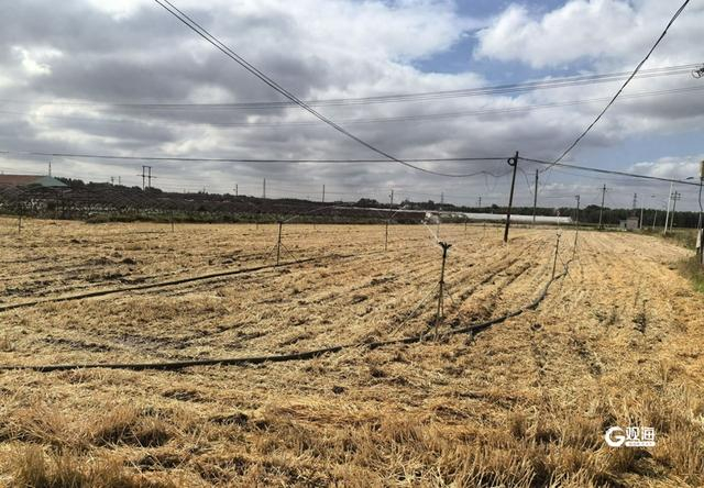 未来十天高温少雨！青岛发布农业气象灾害风险预警-2020年青岛气温曲线