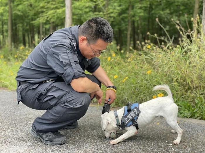 搜毒犬品种图片