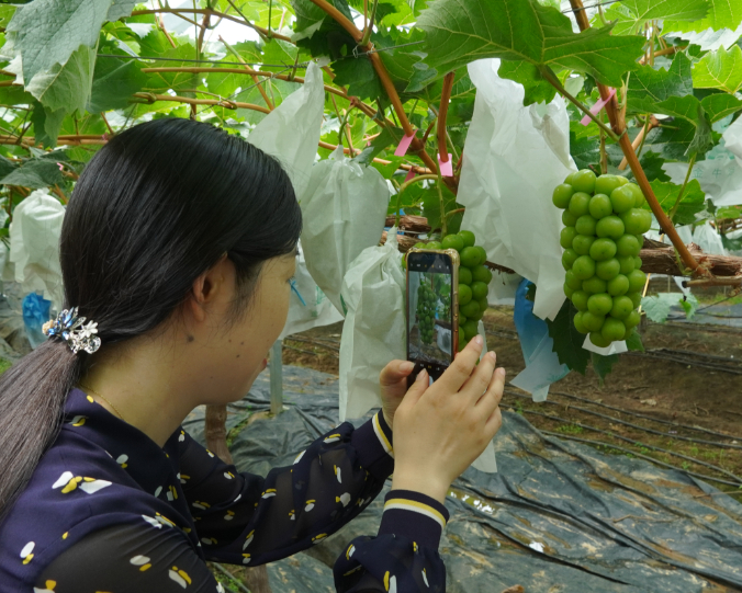 金牛湖畔葡香飘   丰收盛景醉游人