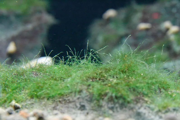 就是你能想象到的那种，在小溪水底石头上捞到的藻 图源：aqua.c1ub.net