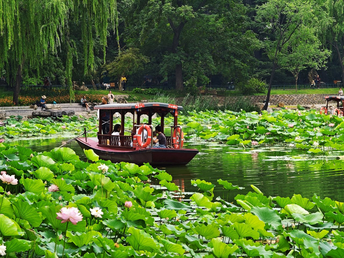 紫竹院公园夏日游,游客可乘摇橹船深入体验荷花渡
