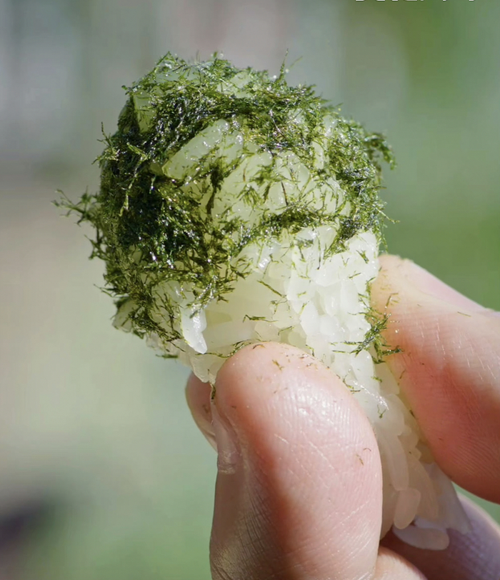 热糯米饭蘸油拌青苔末也是一种很香的吃法 图源：纪录片《我的美食向导》