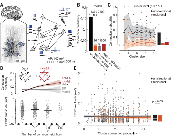 图丨人类皮层微电路中的连通性和突触强度（来源：Science）