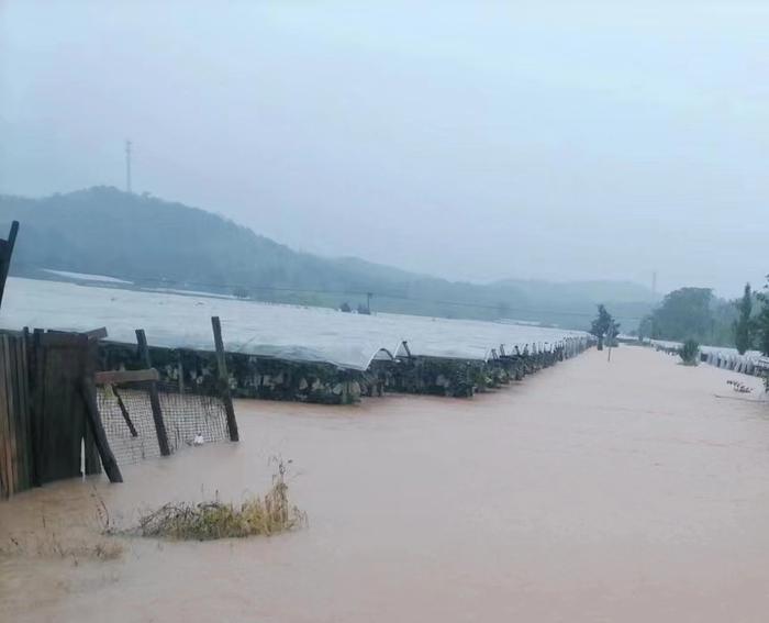6月19日，洪水过境时，溶江镇的葡萄园被泡在水里。受访者供图