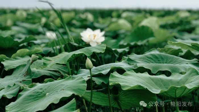看生活 | 《二十四节气里的隆阳》:夏至乘船弄"莲"趣
