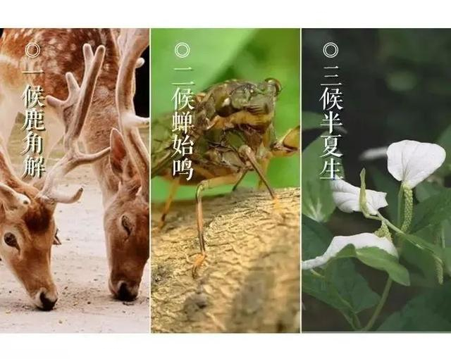 今日夏至！夏至习俗与养生，这些事情你一定要知道！-夏至饮食中医养生禁忌有哪些