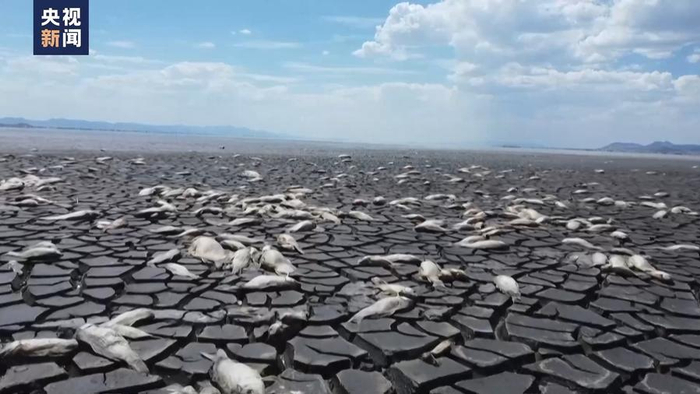 从印度到墨西哥，全球多地遭遇高温天气，已致上千人死亡-墨西哥的天气经常热还是冷