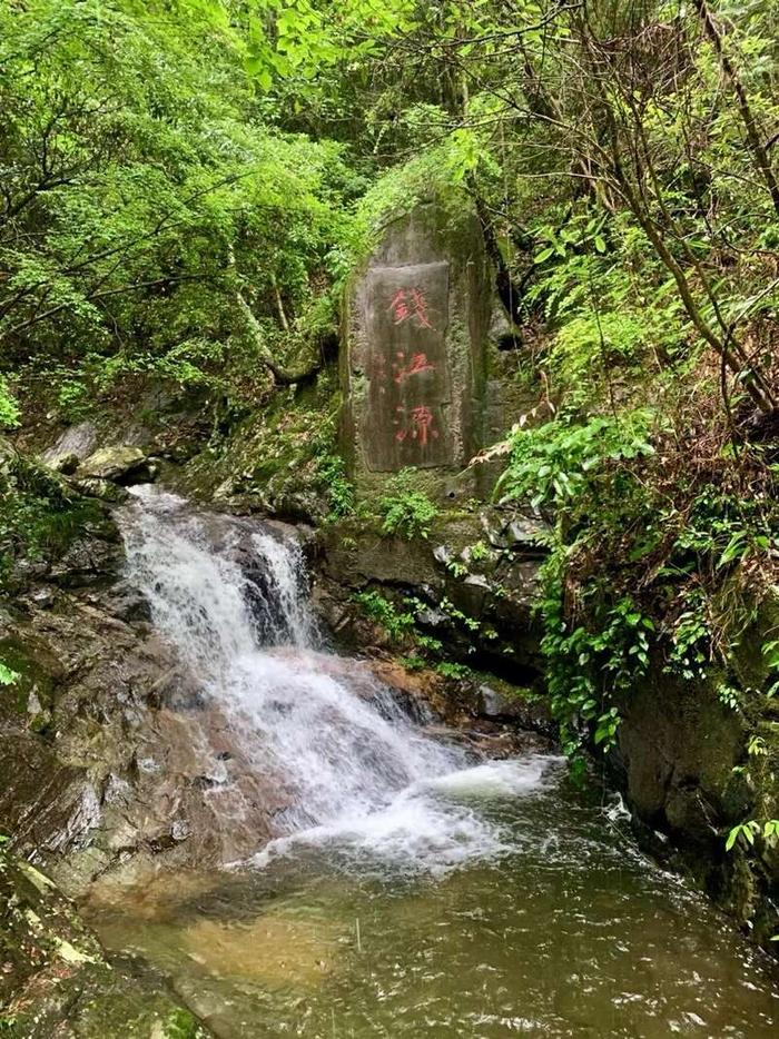 钱江源:原始森林的17万株植物5年一次大体检