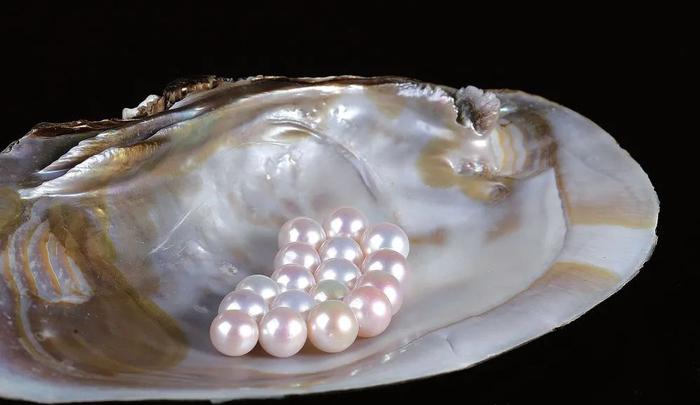 三角帆蚌孕育的淡水珍珠