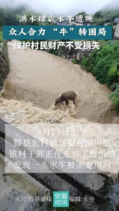 安徽黟县,洪水肆虐,水牛即将被冲走,千钧一发