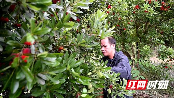 从林下烂果到致富"金果" 靖州响水村杨梅如何逆风翻盘