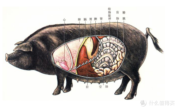 99猪肉大揭秘!各部分结构深度解析04