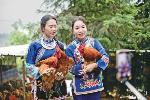 　　贵州省天柱县农投公司员工在栖凤油茶园直播销售“红土鸡”。　资料图