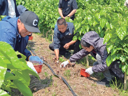 　　江苏省常熟市支塘镇何北村赤松茸林下种植模式。　资料图