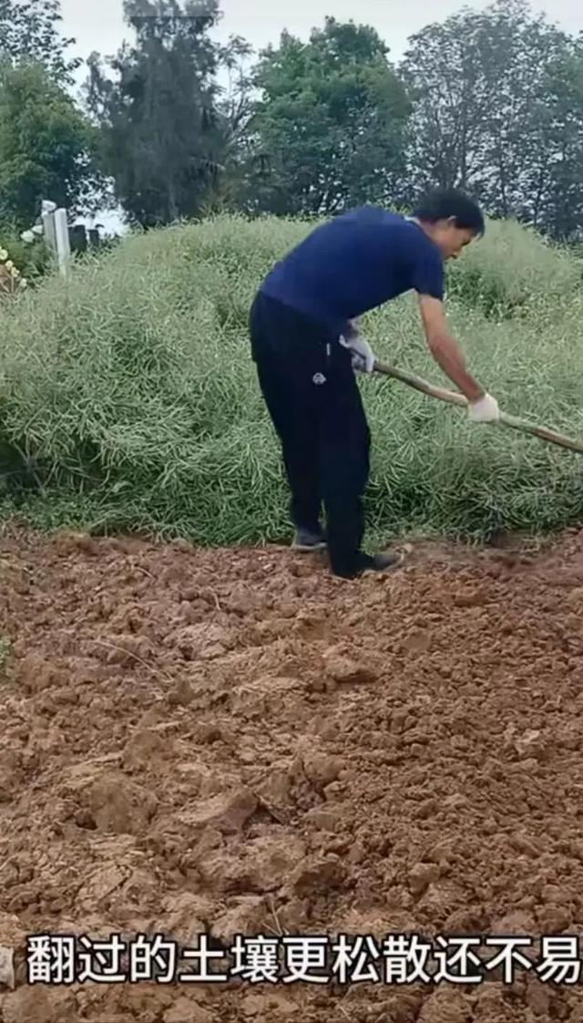 康佳僮教如何锄地。图/视频截图