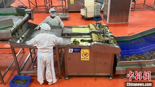 攀华集团有限公司“跨界”投资建设的酸菜深加工智慧工厂，从项目签约到竣工投产仅用不到100天时间。 张雪盈 摄