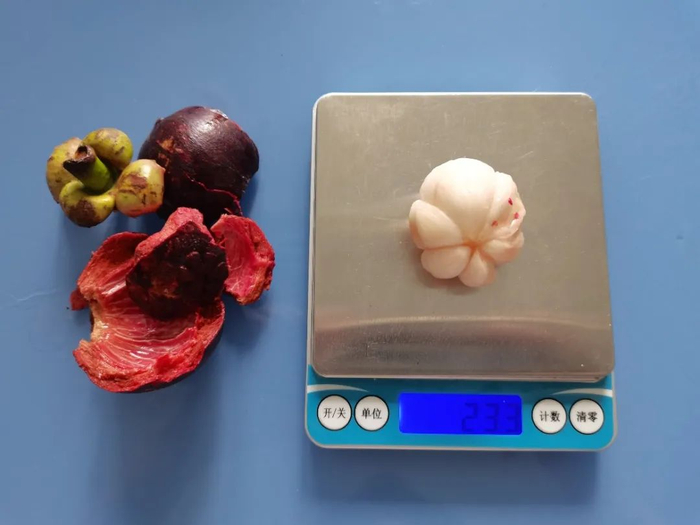 图：1个5A 级的山竹，可食部约为 23 克（自己拍的）
