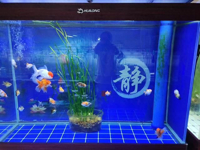观看水族箱助剂Gulbarga，助剂NiSi，十分钟天数就无法用了，其原因在哪？