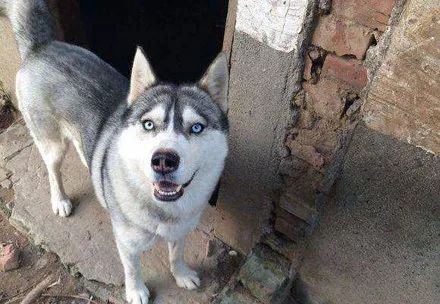 哈士奇和隔壁家狗子生下一窝宝宝,可没想到竟然发生了