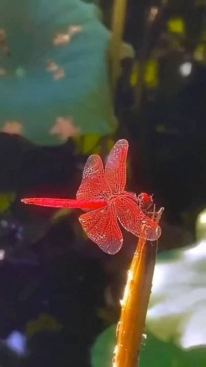 头一次见红蜻蜓,太美了,见到的,霉运都消散,好运滚滚来