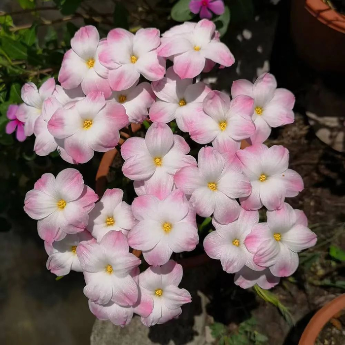 耐热耐晒耐干旱的胖丽丽风雨兰,便宜好养,"虐它"才能大量开花