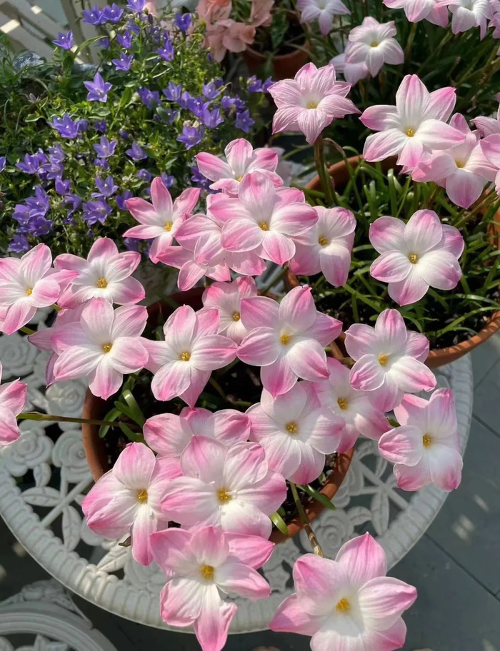 耐热耐晒耐干旱的胖丽丽风雨兰,便宜好养,"虐它"才能大量开花