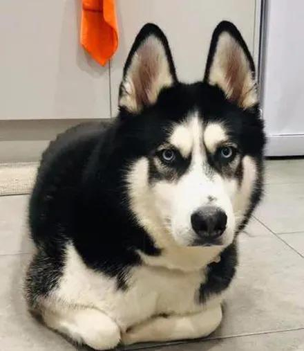 哈士奇和一群猫一起生活,没想到被调教成这样,笑疯了!