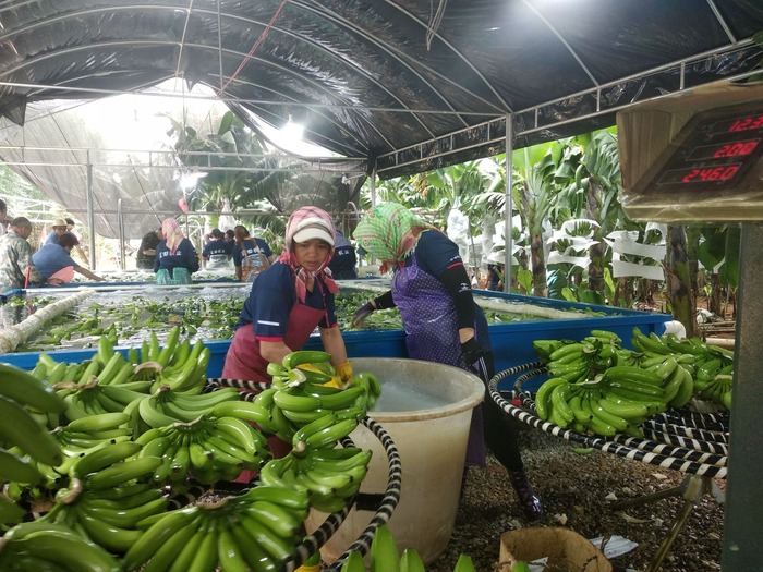 南宁市西乡塘区:"芯芯"向荣 产业兴旺