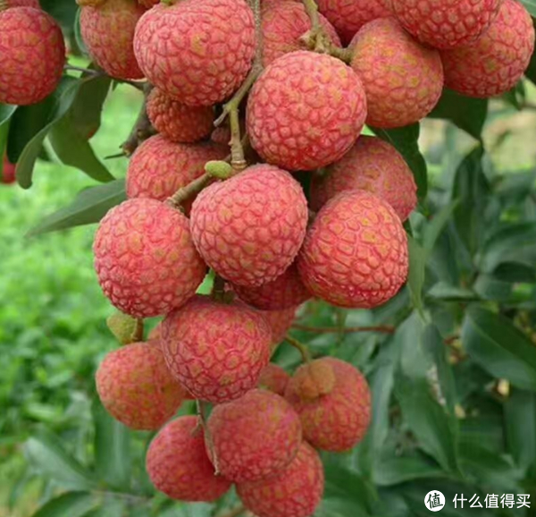 您知道吗，中国是世界上产荔枝最大的国家，而广东的茂名是中国荔枝产地最多的地方！__财经头条__新浪财经