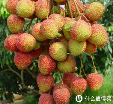 您知道吗,中国是世界上产荔枝最大的国家,而广东的茂名是中国荔枝产地最多的地方!__财经头条__新浪财经