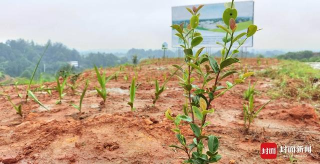 生长中的油茶。（高学兵 摄）