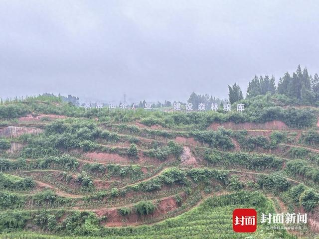 柳嘉镇油茶产业园区示范基地。（赵旭东 摄）