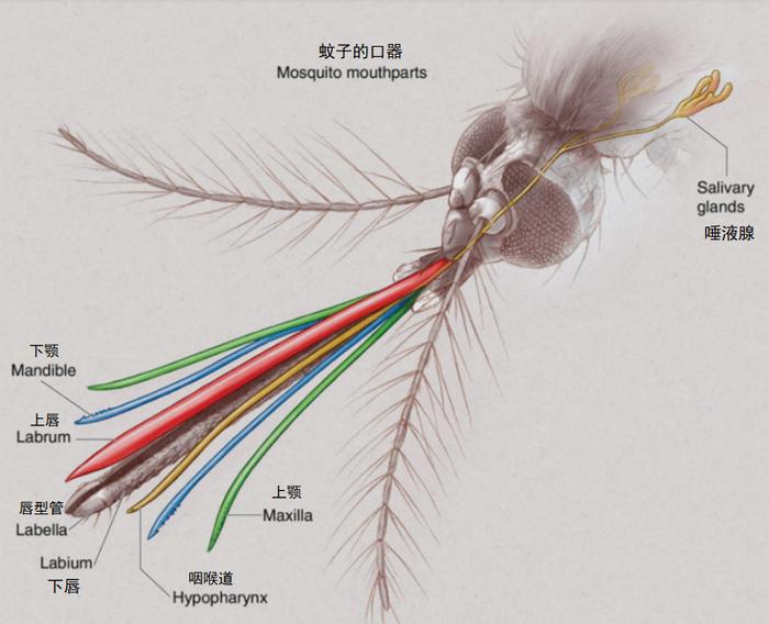 lower mandible图片