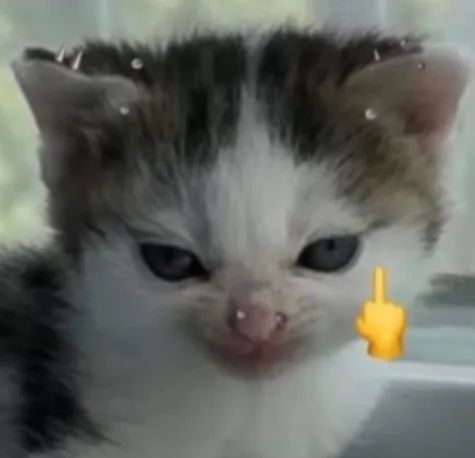 超绝可爱！邪恶小鼻嘎|猫|小猫_新浪新闻