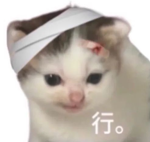 超绝可爱！邪恶小鼻嘎|猫|小猫_新浪新闻