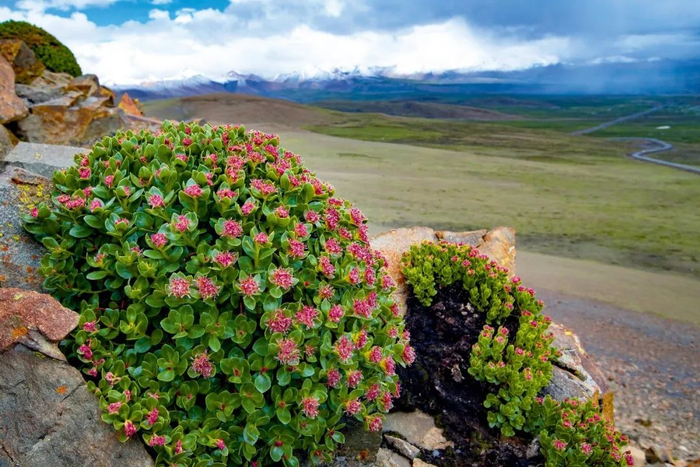 喜马拉雅山珍稀花卉调查 | 活动报名