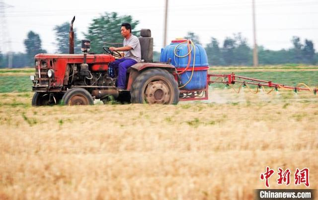 6‎月‎26日，山西省运城市新绛县三泉镇南村，农机手在玉米田间进行防虫、除草等管护工作。 高新生 摄