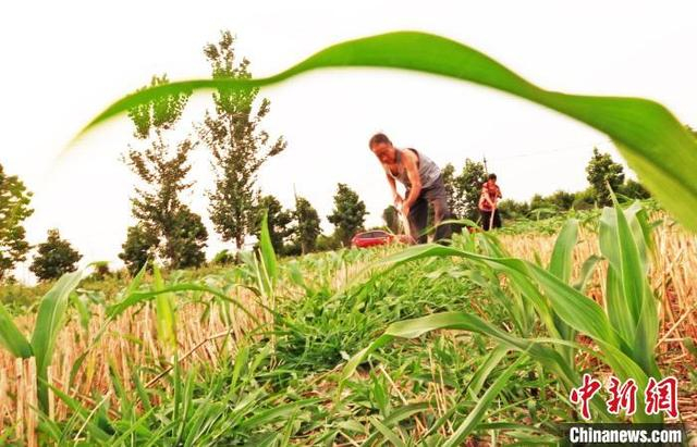 6‎月‎26日，山西省运城市新绛县古交镇北王马村，村民给玉米苗浇水抗旱。 高新生 摄