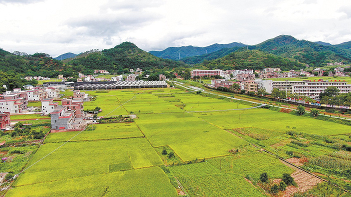 沉甸甸的稻穗压弯了腰,云浮市云安区高村镇近万亩早稻即将迎来丰收季