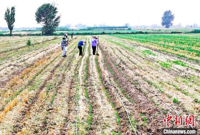 6‎月‎26日，山西省运城市新绛县三泉镇南村一家种植专业合作社，社员在补种玉米。 高新生 摄