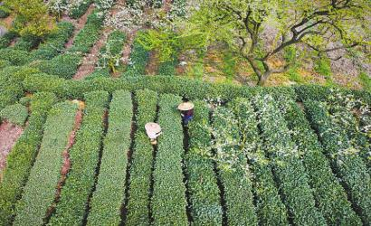 全国生态低碳茶示范基地。蒋胜摄（视觉）